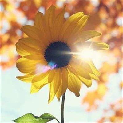进出口银行副行长王康赴四川省调研